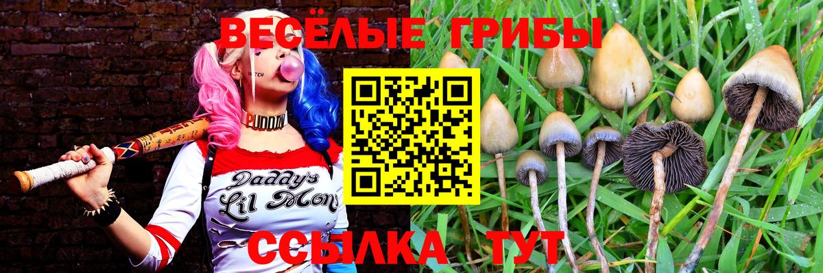 Псилоцибиновые грибы Psilocybe Анжеро-Судженск